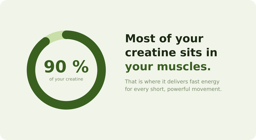 Infographic: around 90% of your creatine sits in your muscles