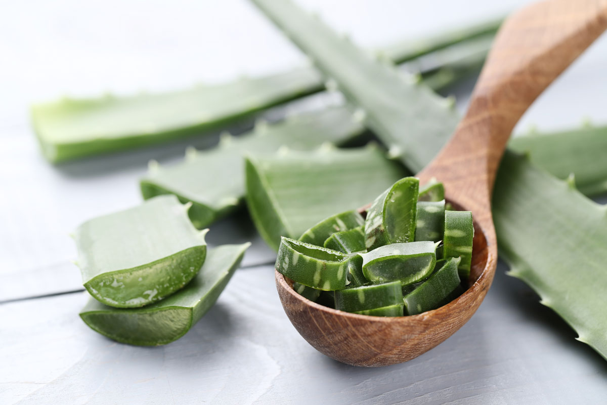 Aloe Vera: Die vielseitige Wunderpflanze mit gesundheitlichen Vorteilen - Aloe Vera: Die vielseitige Wunderpflanze | Tipps und Anwendungen