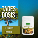 Kr&auml;uterhaus Pycnogenol&reg; 100 mg + Vitamin C (42 Kps.)